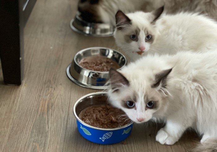 猫罐头标签.jpg